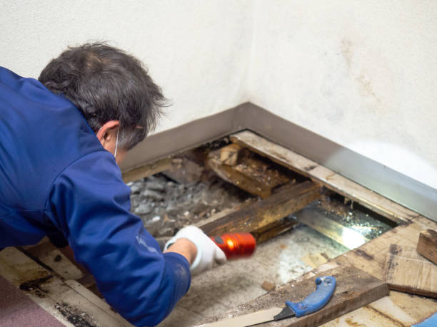 Best Professional Mold Removal  in Lake Forest, IL
