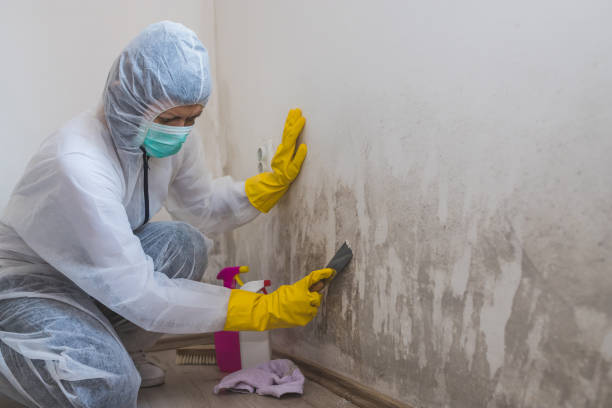 Best Residential Mold Removal  in Lake Forest, IL