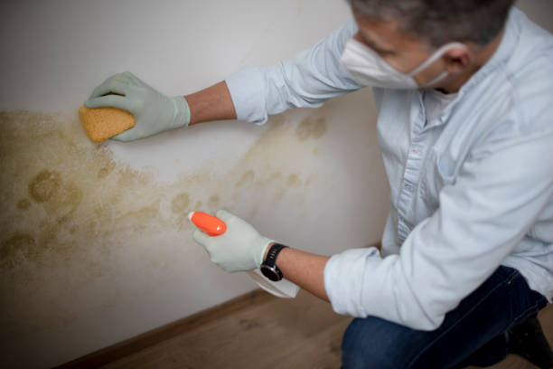 Best Office Mold Removal Services  in Lake Forest, IL