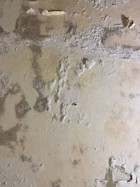 Best Toxic Mold Removal  in Lake Forest, IL