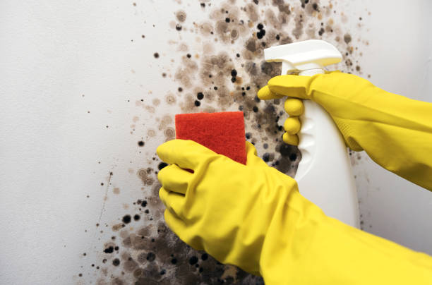 Office Mold Removal Services in Lake Forest, IL