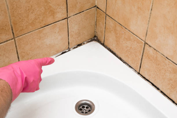 Best Black Mold Removal  in Lake Forest, IL