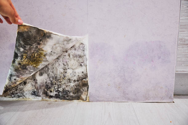 Best Mold Testing  in Lake Forest, IL